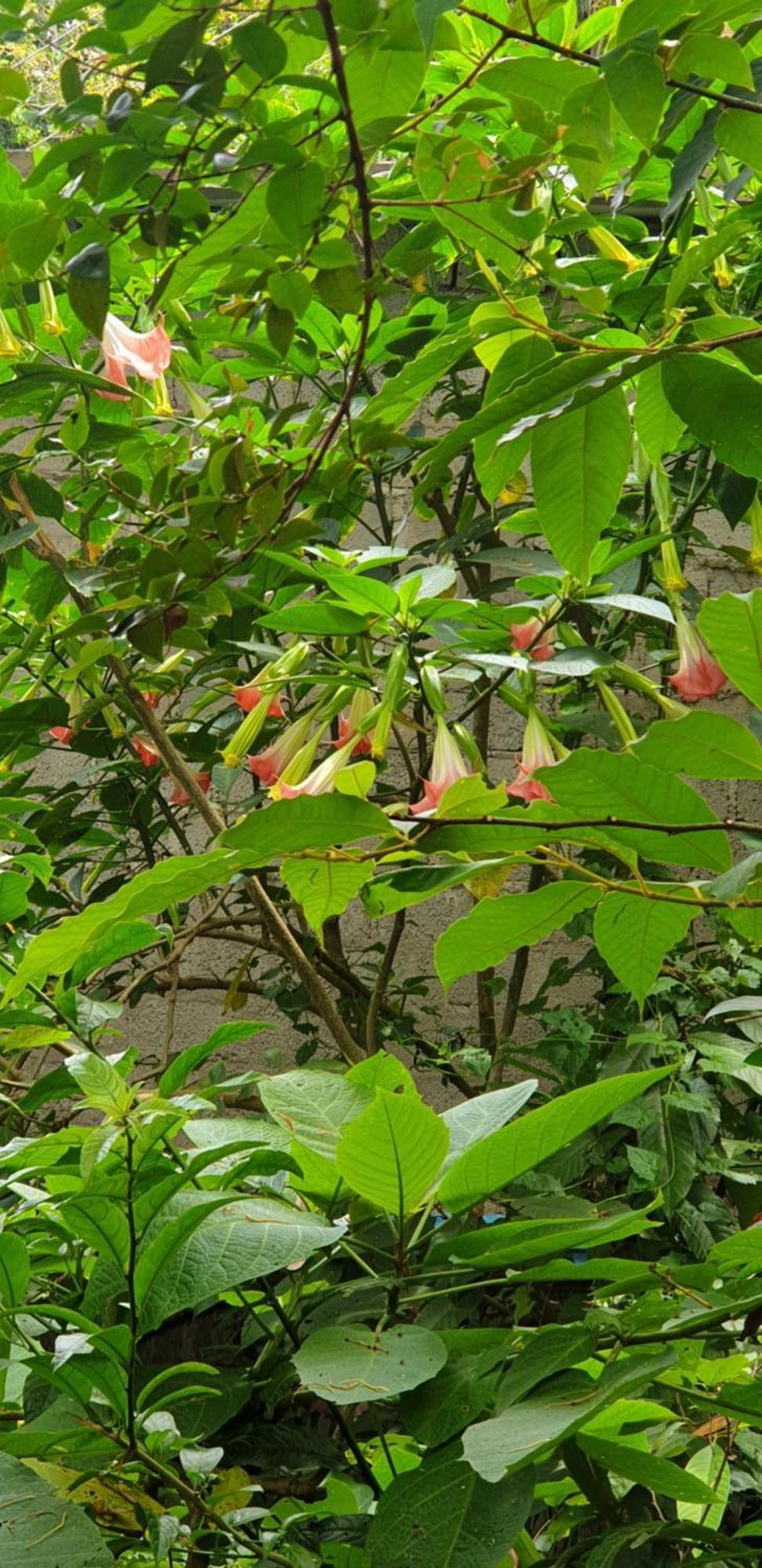 Himansa Homestay Ella Esterno foto